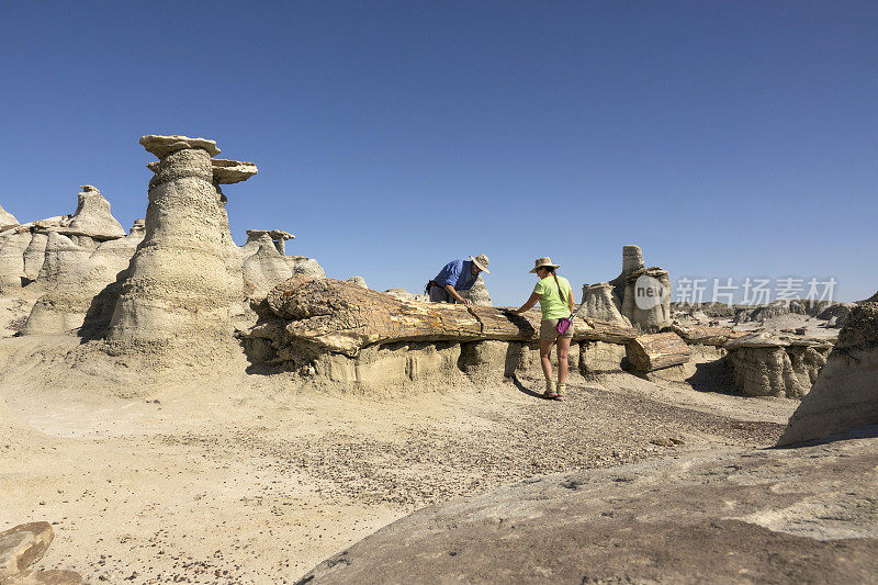 新墨西哥州Bisti De-Na-Zin荒野沙漠中探索石化的原木侵蚀砂岩hoodus